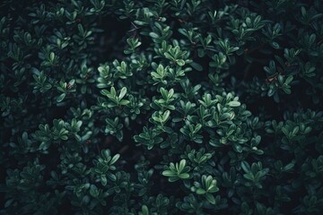 Naklejka na ściany i meble close-up view of lush green leaves on a bush. Generative AI