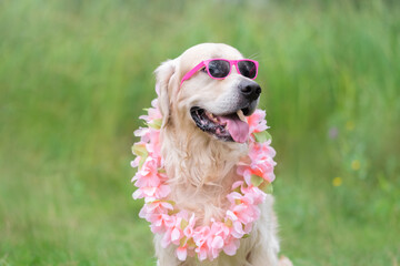 Funny dog sitting on the grass in the summer wearing Hawaiian flowered sunglasses. Golden Retriever...