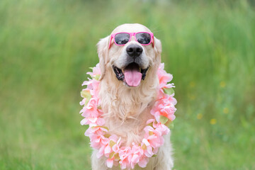 Funny dog sitting on the grass in the summer wearing Hawaiian flowered sunglasses. Golden Retriever says aloha - obrazy, fototapety, plakaty