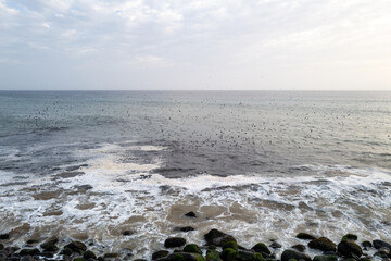 une vue marine où les vagues s'écrasent sur le rivage pendant que des oiseaux dévorent des poissons