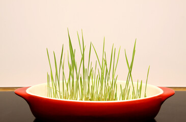 Sprouted wheat grass in a bowl