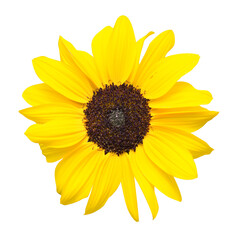 Fototapeta premium Sonnenblume. Isolierter Hintergrund. Freigestelltes Bild von einer gelben Sonnenblume. Hintergrund für Tapeten, Einladungen, Leinwandbilder, Grußkarten etc.