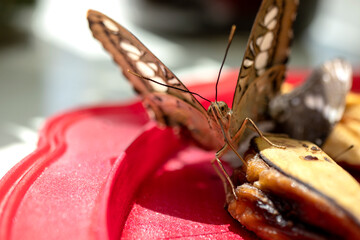Tropical butterflies feeding on orange and kiwi slices. close-up.