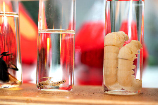 test tubes and various insects inside are protected from degradation.