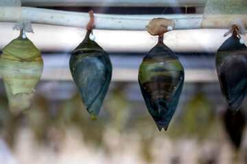 butterfly eggs. butterflies growing inside the cocoon.