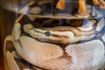 Dead snake preserved in formaldehyde. close-up.