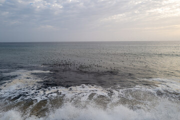 une vue marine où les vagues s'écrasent sur le rivage pendant que des oiseaux dévorent des poissons