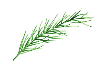 Watercolor illustration of fresh rosemary isolated on white background. Detail of beauty products and botany set, cosmetology and medicine. For designers, spa decoration, postcards, wrapping paper