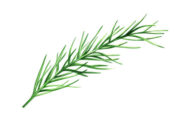Fototapeta premium Watercolor illustration of fresh rosemary isolated on white background. Detail of beauty products and botany set, cosmetology and medicine. For designers, spa decoration, postcards, wrapping paper