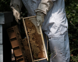 Apiculture, apiculteur, abeilles et miel