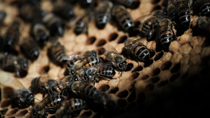Apiculture, apiculteur, abeilles et miel - obrazy, fototapety, plakaty