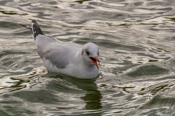 Confident and beautiful seagull on Lake Constance on one