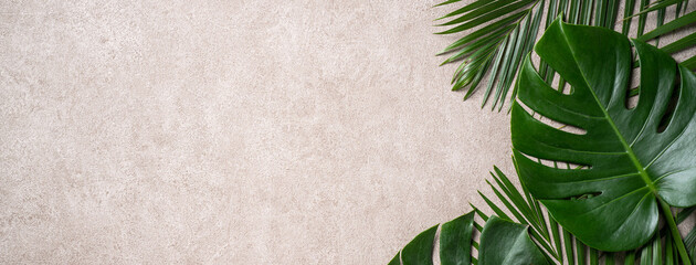 Tropical palm monstera leaves isolated on gray table background. - obrazy, fototapety, plakaty