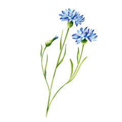 Fototapeta premium Watercolor blue cornflowers illustration isolated on white background. Detail of beauty products and botany set, cosmetology and medicine. For designers, spa decoration, postcards, wrapping paper