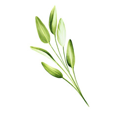 Watercolor illustration of fresh sage leaves isolated on white background. Detail of beauty products and botany set, cosmetology and medicine. For designers, spa decoration, postcards, wrapping paper
