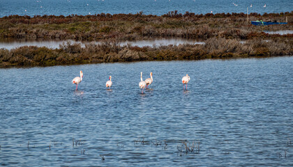 Flamingos in a lagoon in Sardinia near Cagliari