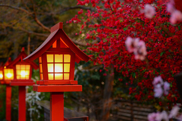 Beautiful spring flowers in Japan.