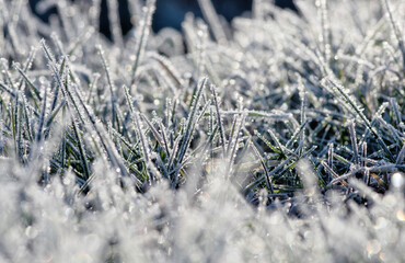 Winter background, morning frost in the grass