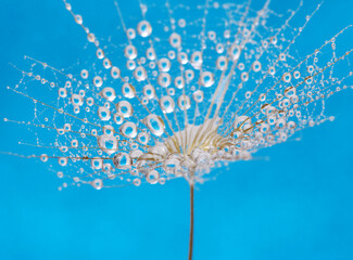 Dandelion flower background in water