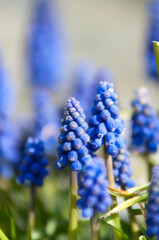 Maro przyroda, zdjęcia pąków drzew, kwitnące drzewa, natura, łąka © Freshfanpage