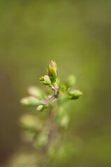 Makro flowers in garten