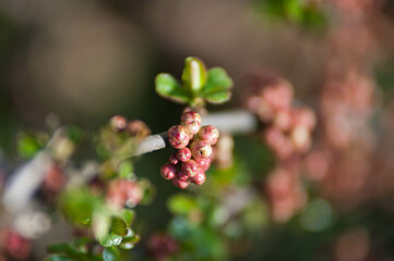 Makro flowers in garten