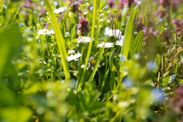 Colorful flower meadow on a sunny spring day, Close-up with short depth of field. Background for ecological concepts.
