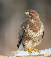 Common Buzzard in early spring at a wet forest