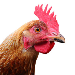close up of the head of a brown hen isolated against a pure white background