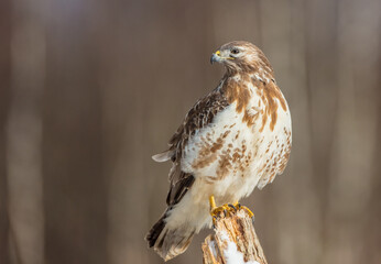Common Buzzard in early spring at a wet forest