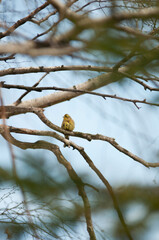 Kulczyk zwyczajny, ptaki żyjące w Polsce © Freshfanpage