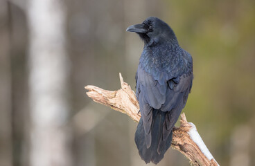 Common Raven - in winter at a wet forest