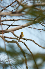 Kulczyk zwyczajny, ptaki żyjące w Polsce © Freshfanpage