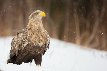 The white-tailed eagle - adult male - in early spring at the wet forest during the snowstorm