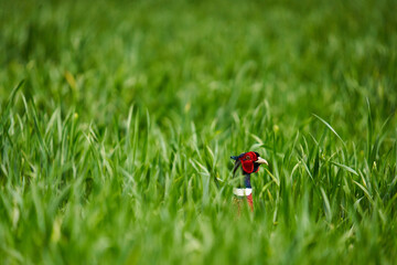 Pheasant male in the wheat field