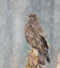 Common Buzzard in early spring at a wet forest