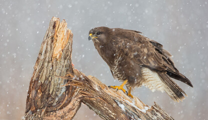 Common Buzzard in early spring at a wet forest