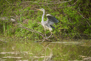 Adult grey heron by a pond