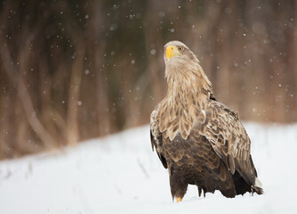 The white-tailed eagle - adult male - in early spring at the wet forest during the snowstorm