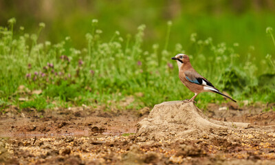 Eurasian jay in the grass