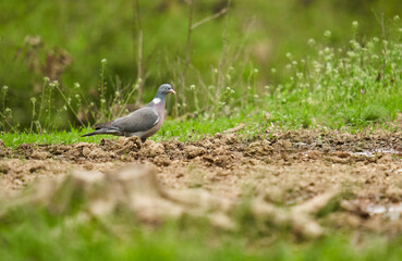 Wood pigeon on forest floor