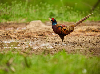 Male pheasant in the grass