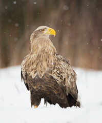 The white-tailed eagle - adult male - in early spring at the wet forest during the snowstorm