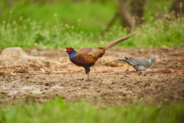 Male pheasant in the grass