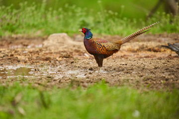 Male pheasant in the grass