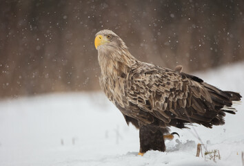 The white-tailed eagle - adult male - in early spring at the wet forest during the snowstorm