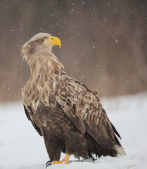 The white-tailed eagle - adult male - in early spring at the wet forest during the snowstorm