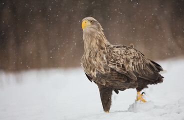 The white-tailed eagle - adult male - in early spring at the wet forest during the snowstorm