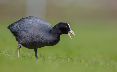 Eurasian coot - adult bird in spring