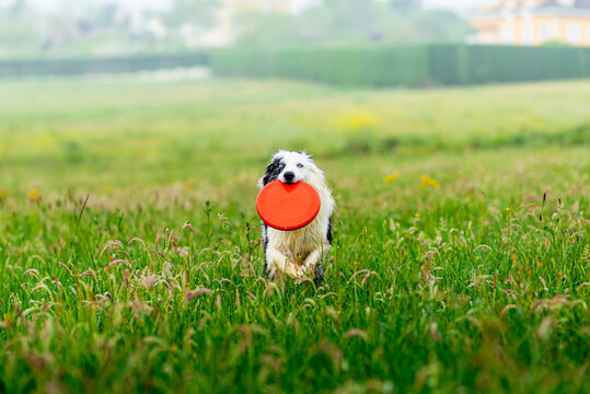 Blue merle border collie dog with blue eyes running happily in the field and playing frisby. Happy dog going for a walk and running. Domestic animals and pets.